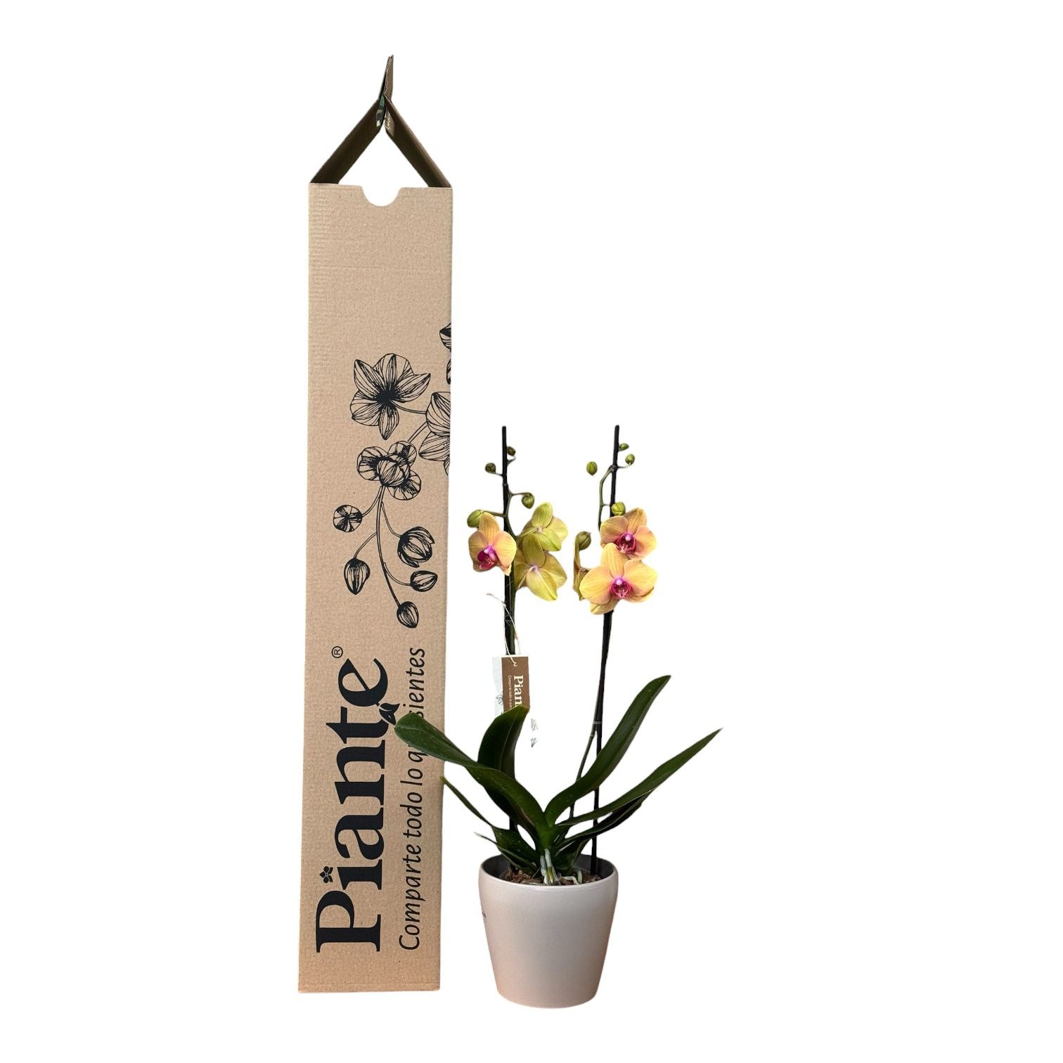 Orquídea Grandi Supreme Exotica Salmon Caribean Dream en Taupe 15