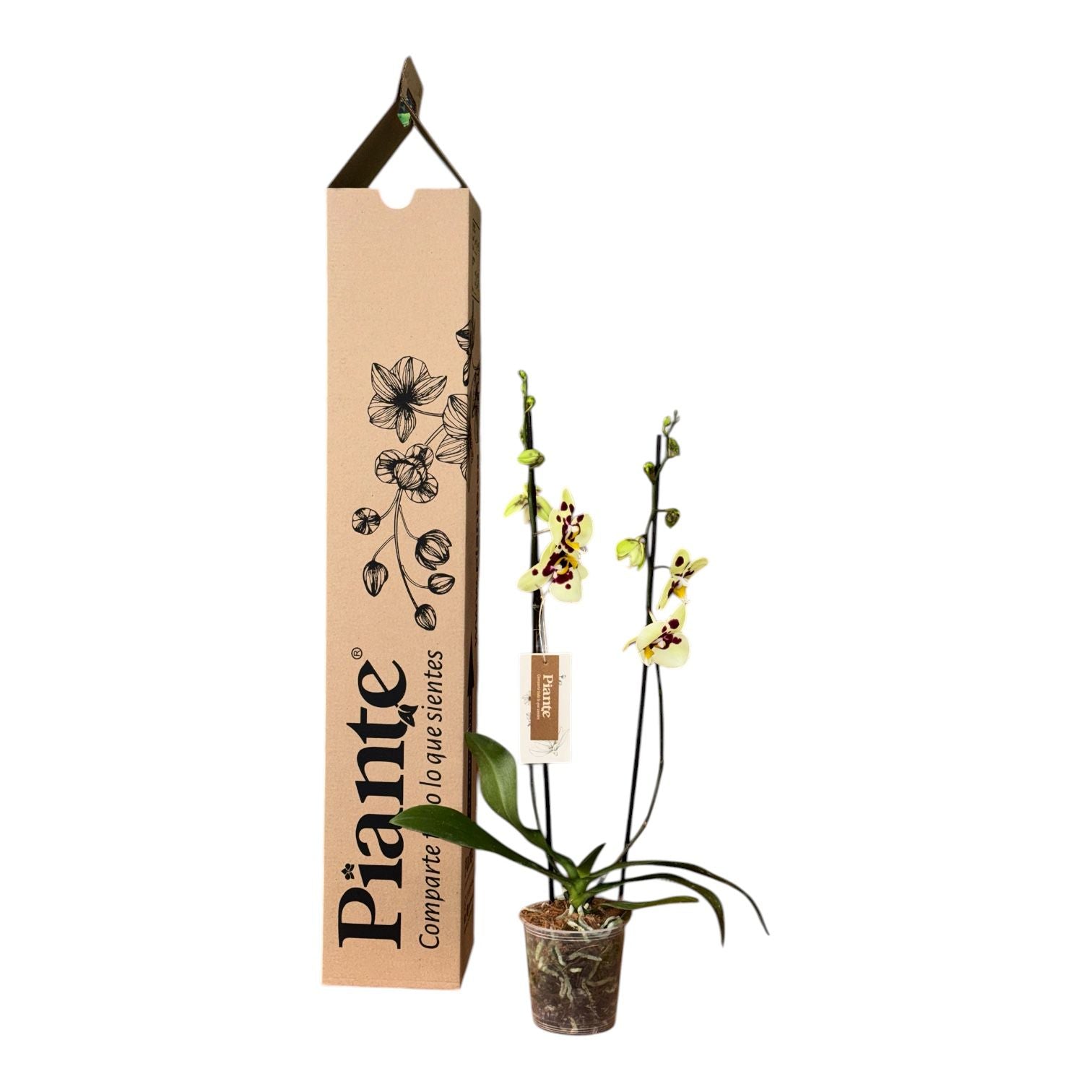 Orquídea Grandi Supreme Exotica Albuferia