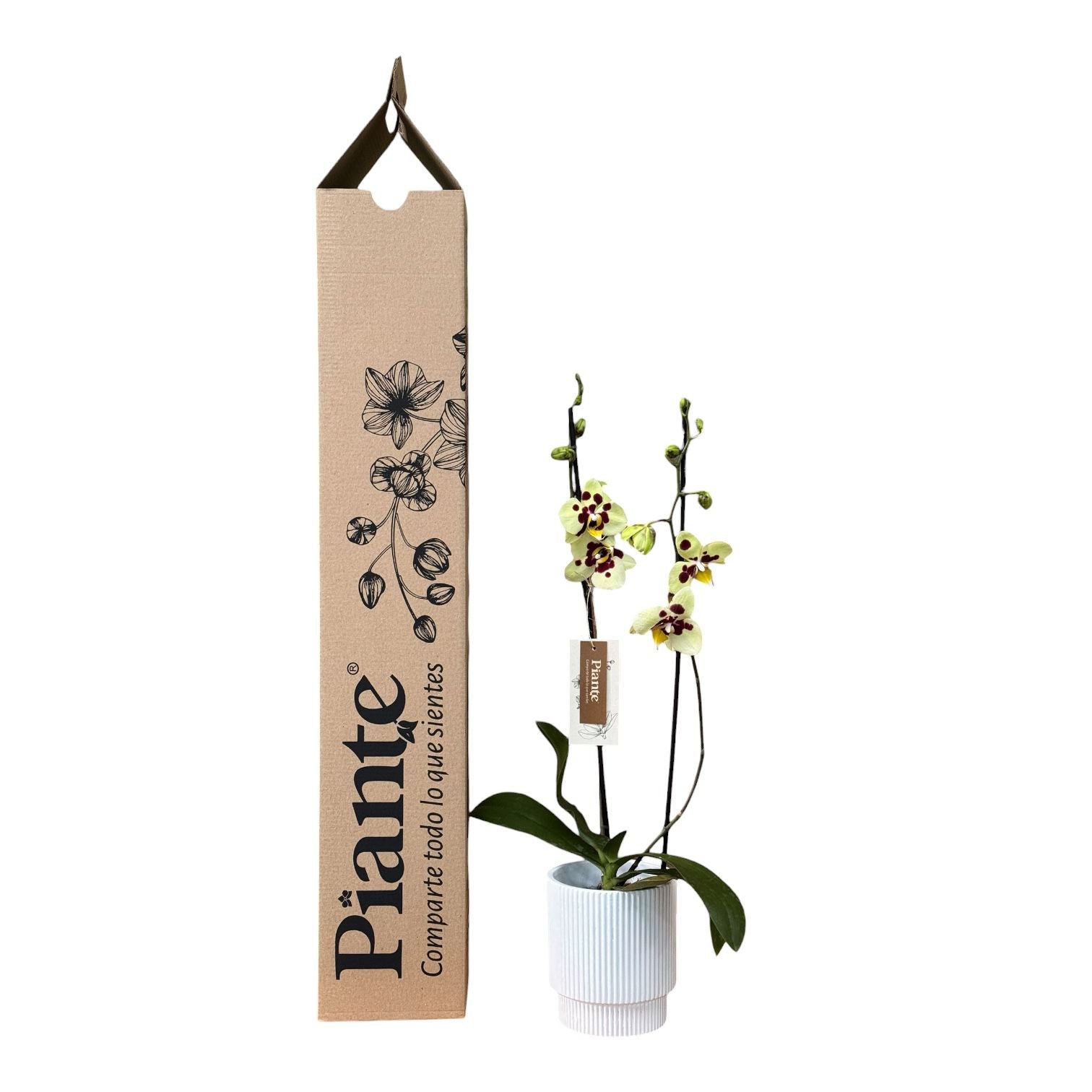 Orquídea Grandi Supreme Exotica Albuferia en Matera Acanalada