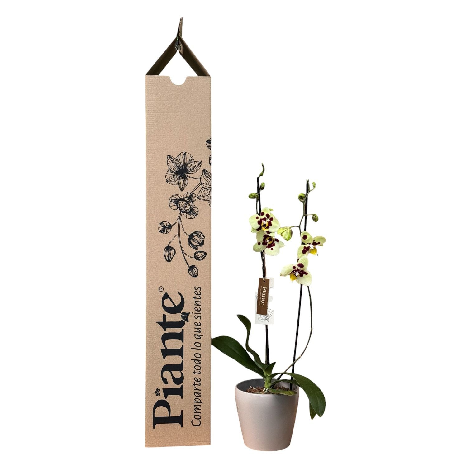 Orquídea Grandi Supreme Exotica Albuferia en Taupe 15