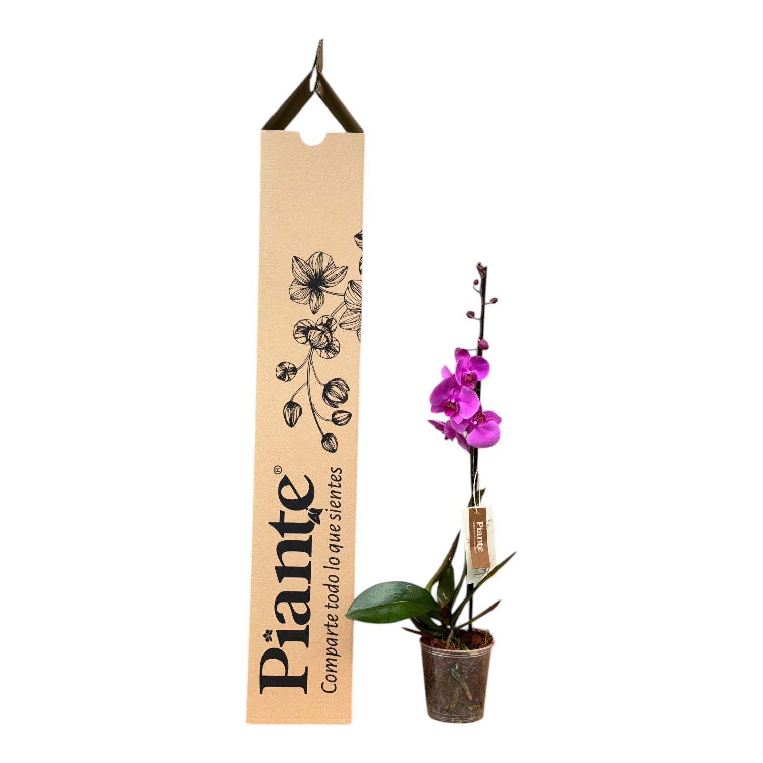 Orquídea Grandi Premium Morada Evolution en Matera de Cultivo