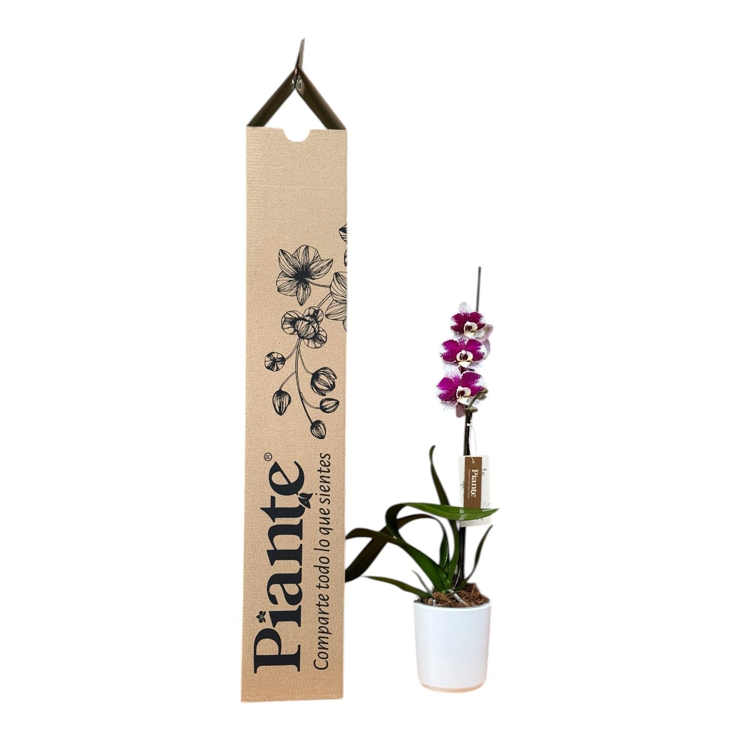 Orquídea Grandi Premium Exotica Barcelona en Matera Ceramica Blanca