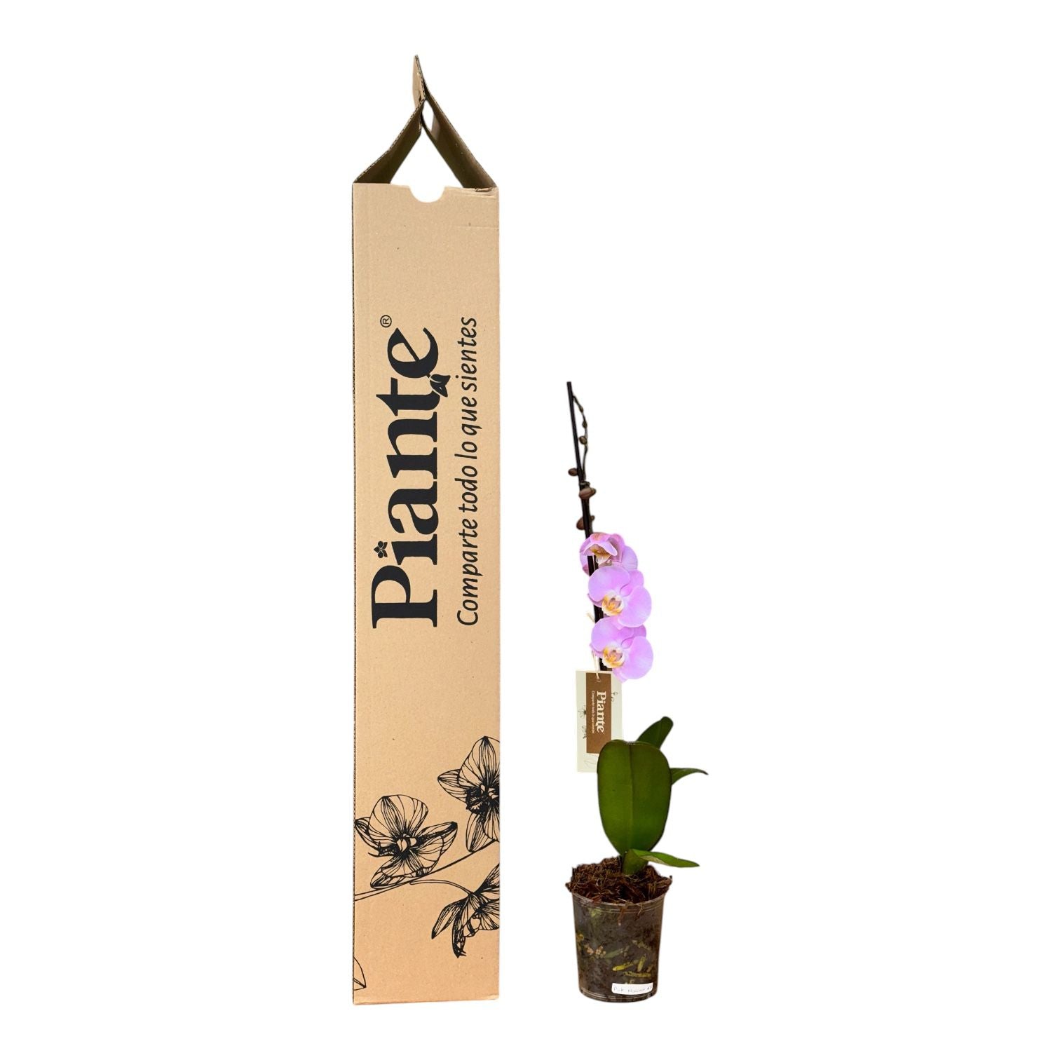 Orquídea Grandi Premium Rosada Pink Macarron