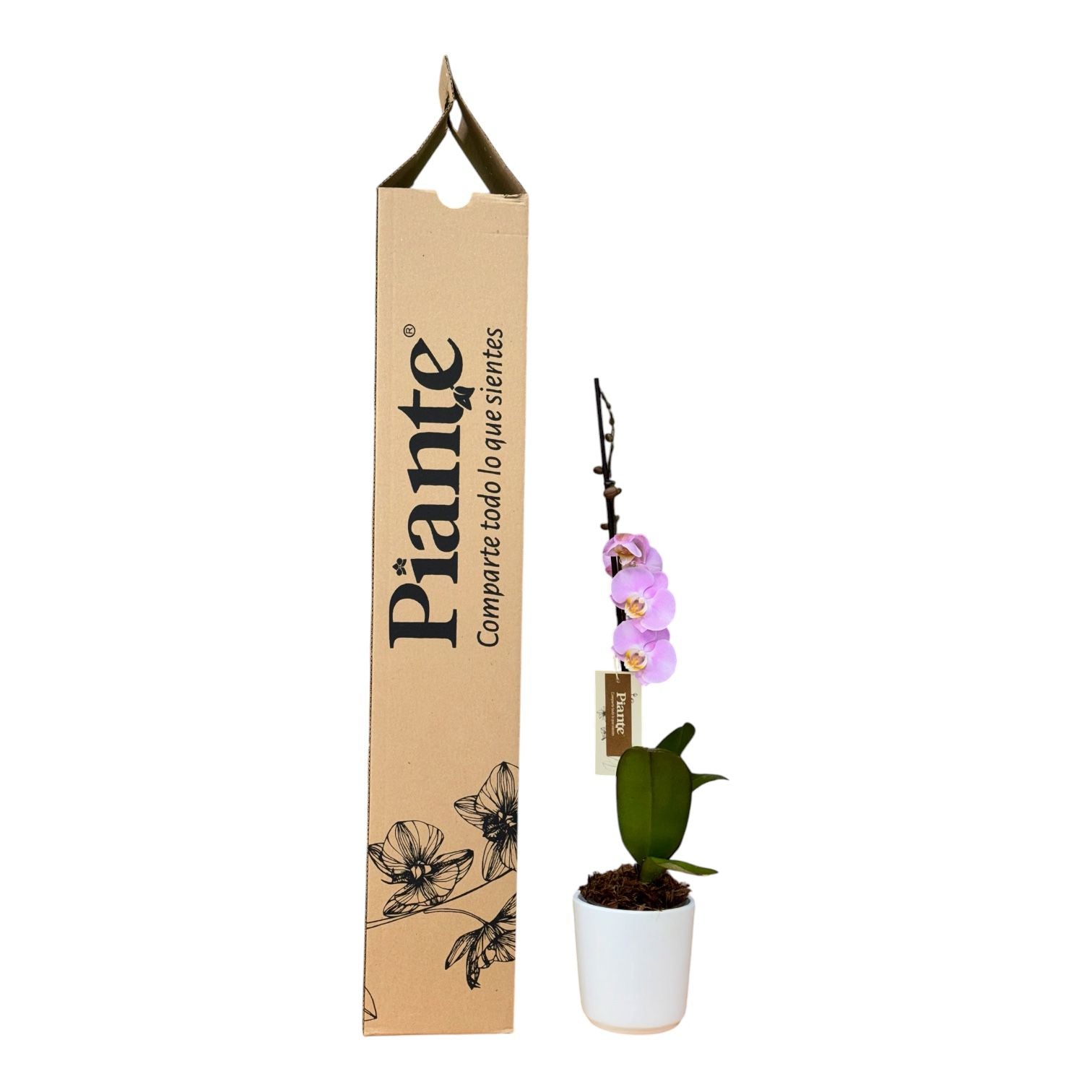 Orquídea Grandi Premium Rosada Pink Macarron en Matera Ceramica