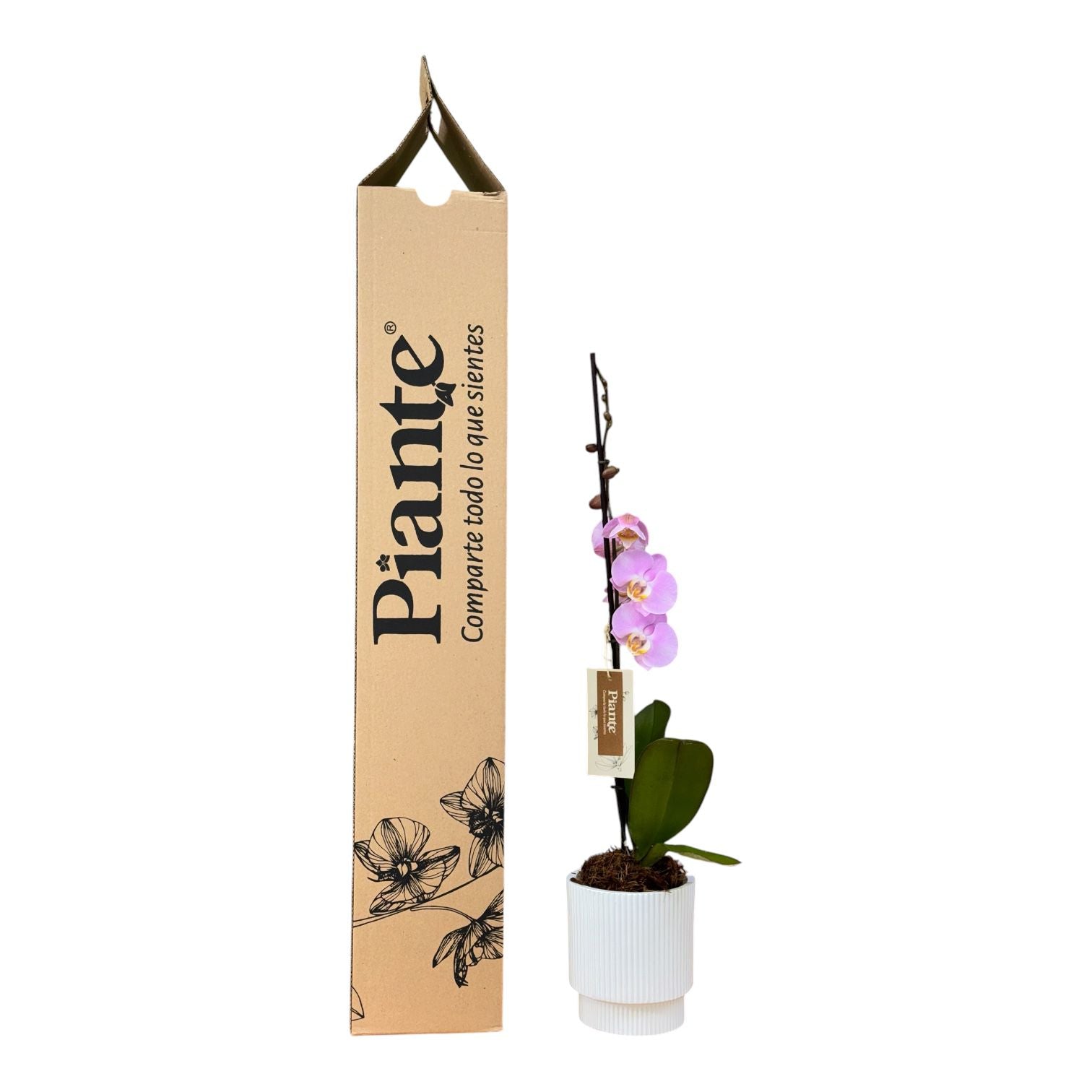 Orquídea Grandi Premium Rosada Pink Macarron en Matera Acanalada