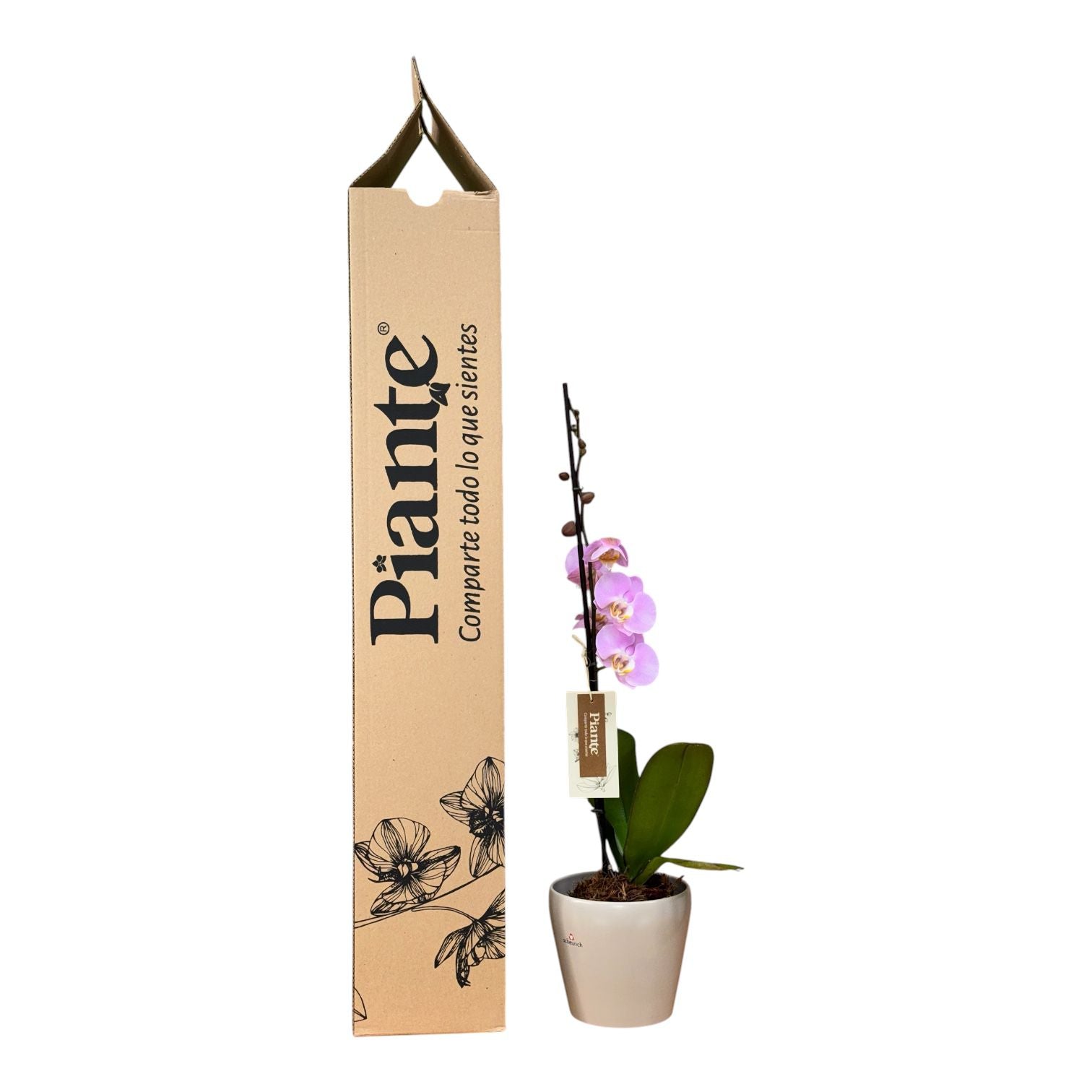Orquídea Grandi Premium Rosada Pink Macarron en Taupe 15
