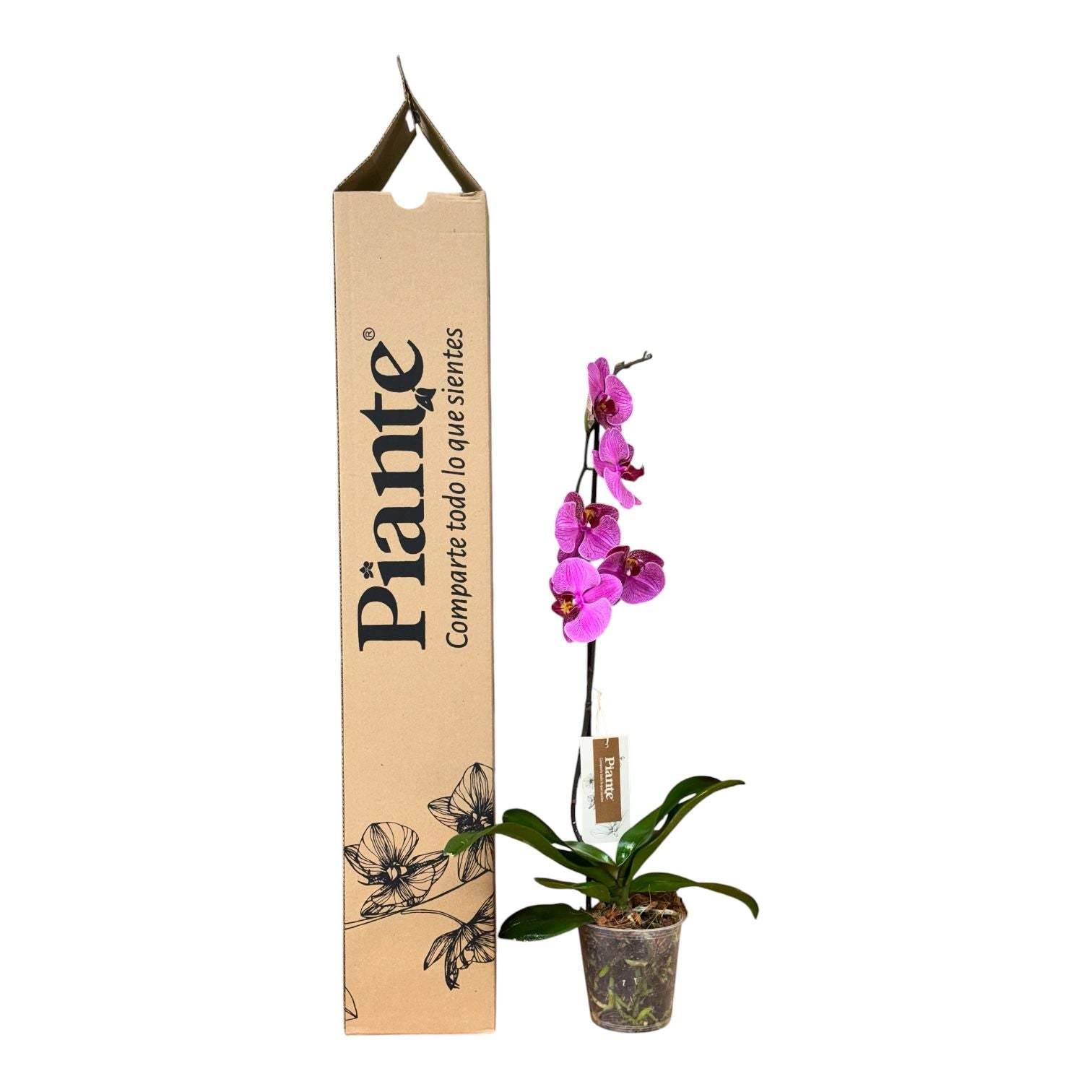 Orquídea Grandi Premium Morada Exotica Rayas