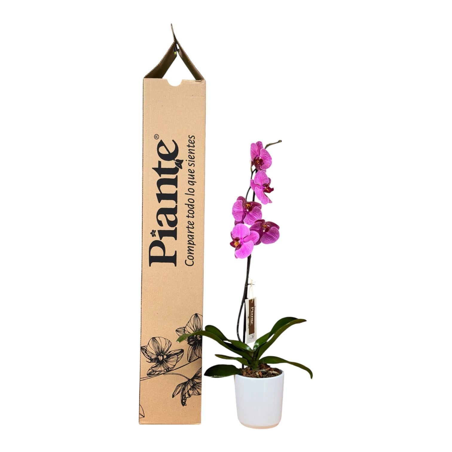 Orquídea Grandi Premium Morada Exotica Rayas en Matera Ceramica