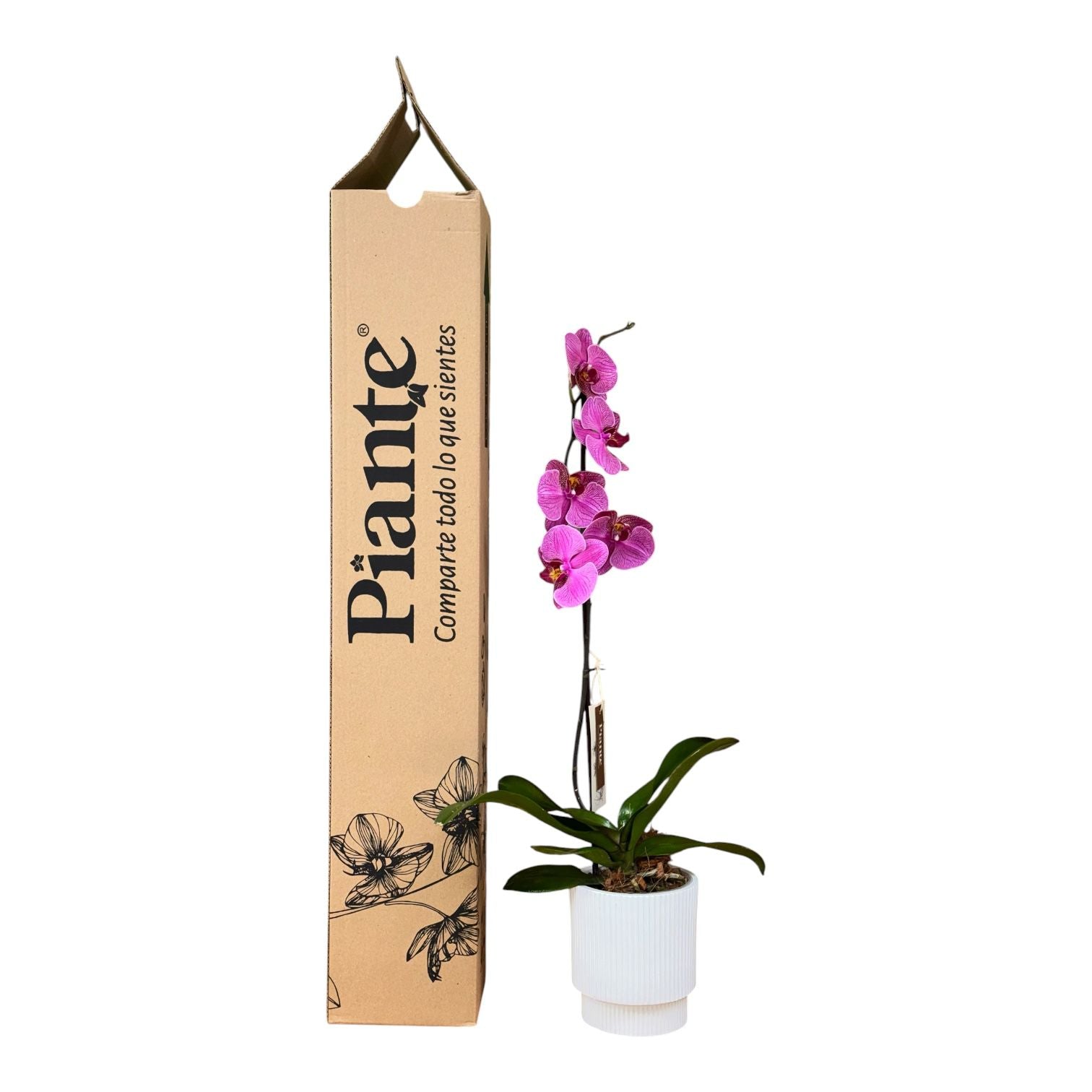 Orquídea Grandi Premium Morada Exotica Rayas en Matera Acanalada