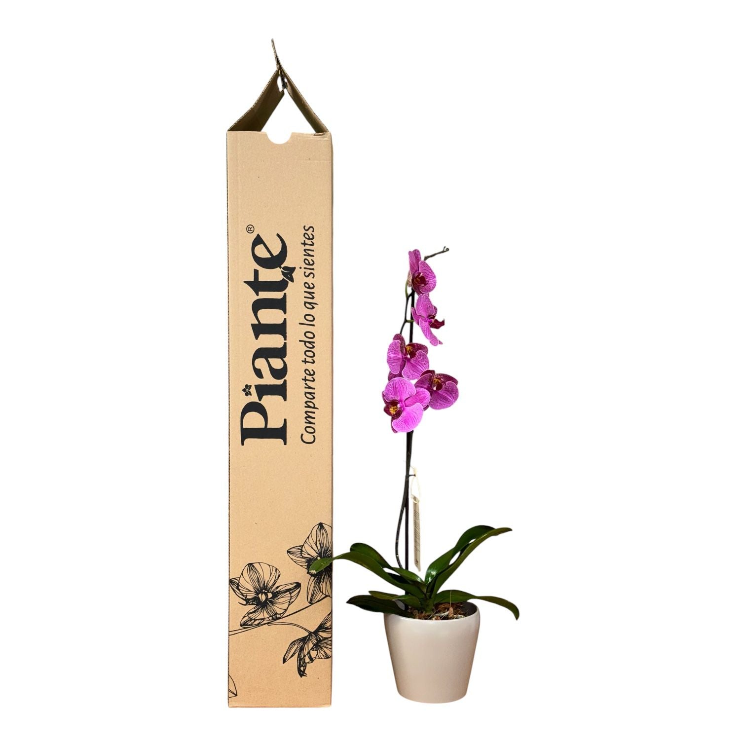Orquídea Grandi Premium Morada Exotica Rayas en Taupe 15