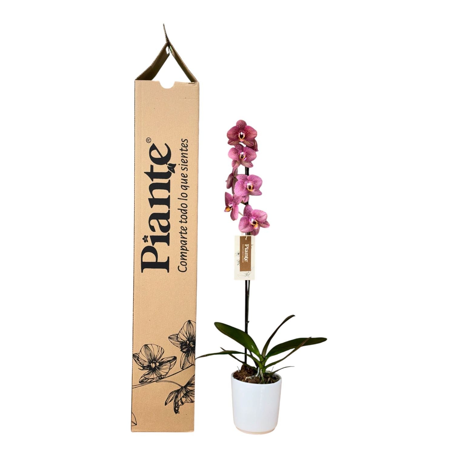 Orquídea Grandi Premium Exotica Toulon en Matera Ceramica
