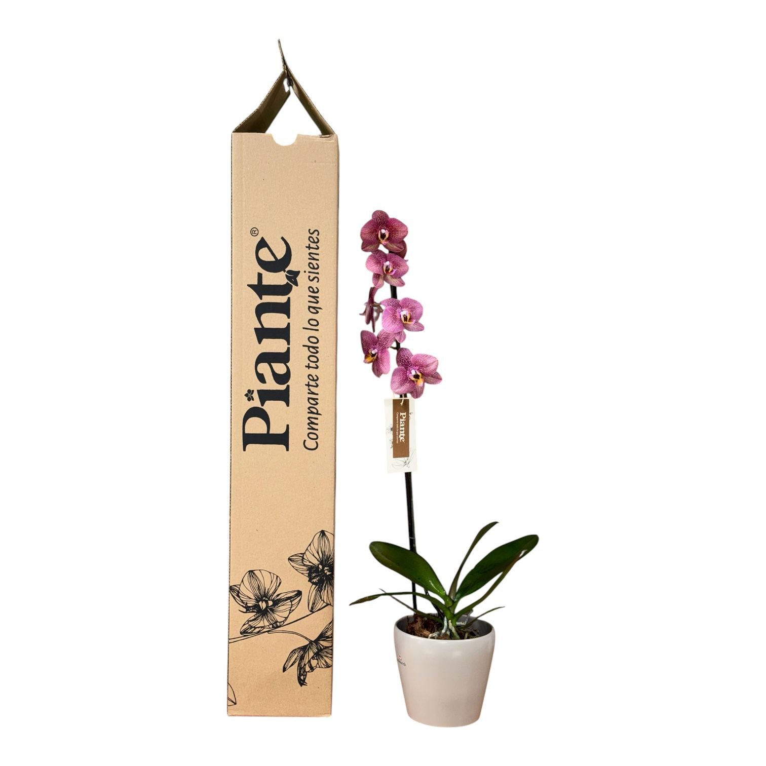 Orquídea Grandi Premium Exotica Toulon en Taupe 15