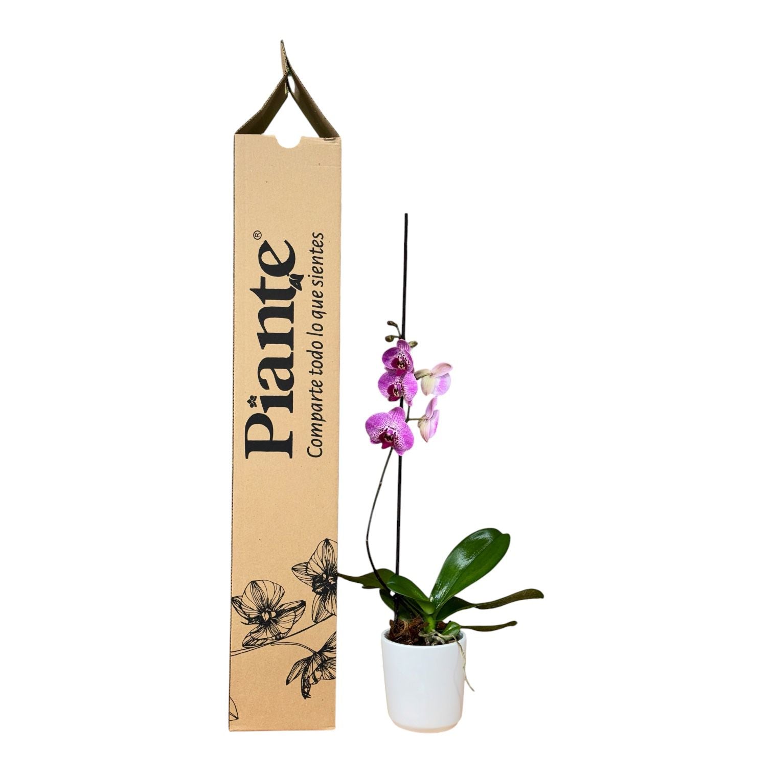 Orquídea Grandi Premium Exotica Amelia Artwork en Matera Ceramica