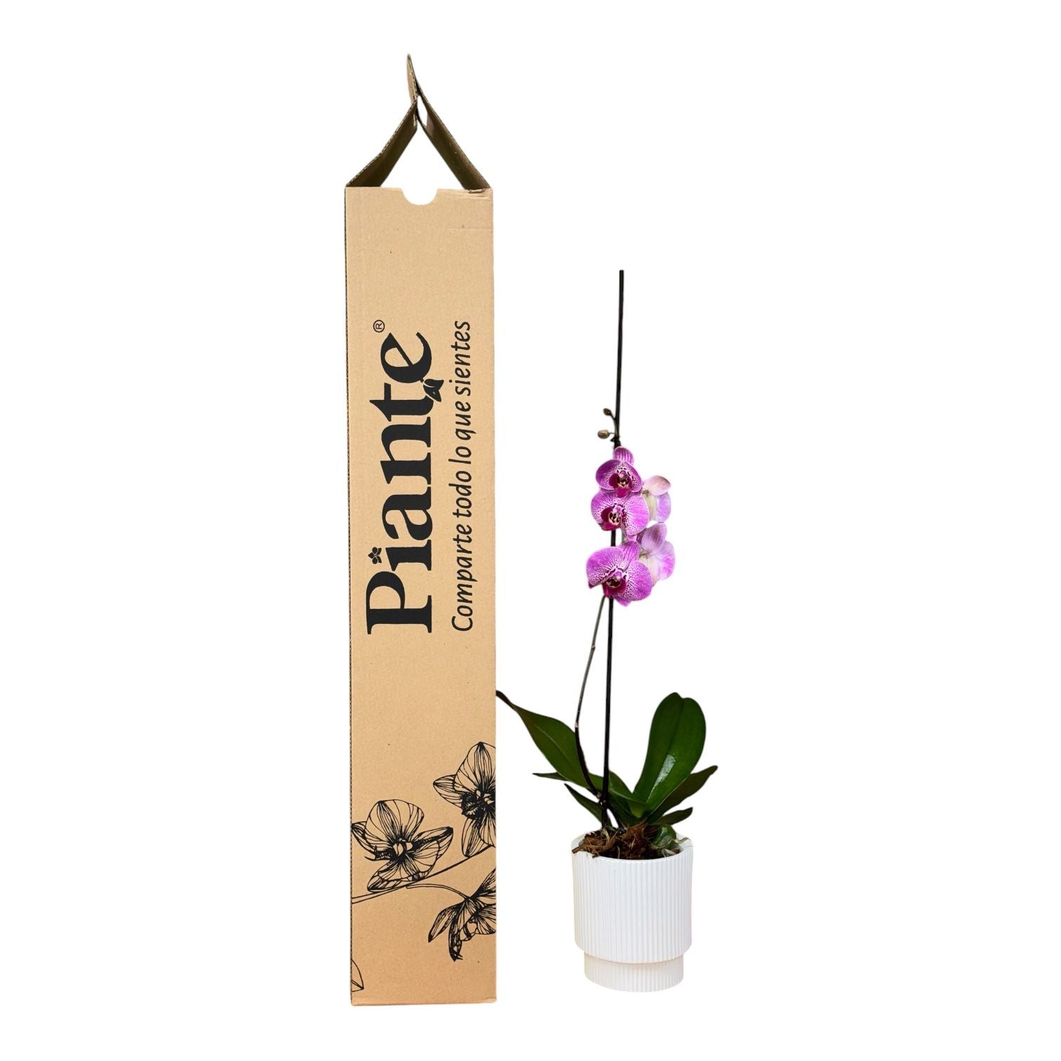 Orquídea Grandi Premium Exotica Amelia Artwork en Matera Acanalada