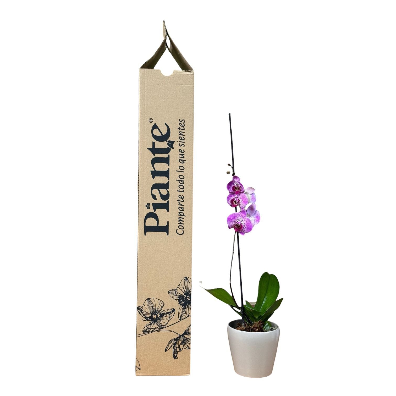 Orquídea Grandi Premium Exotica Amelia Artwork en Taupe 15