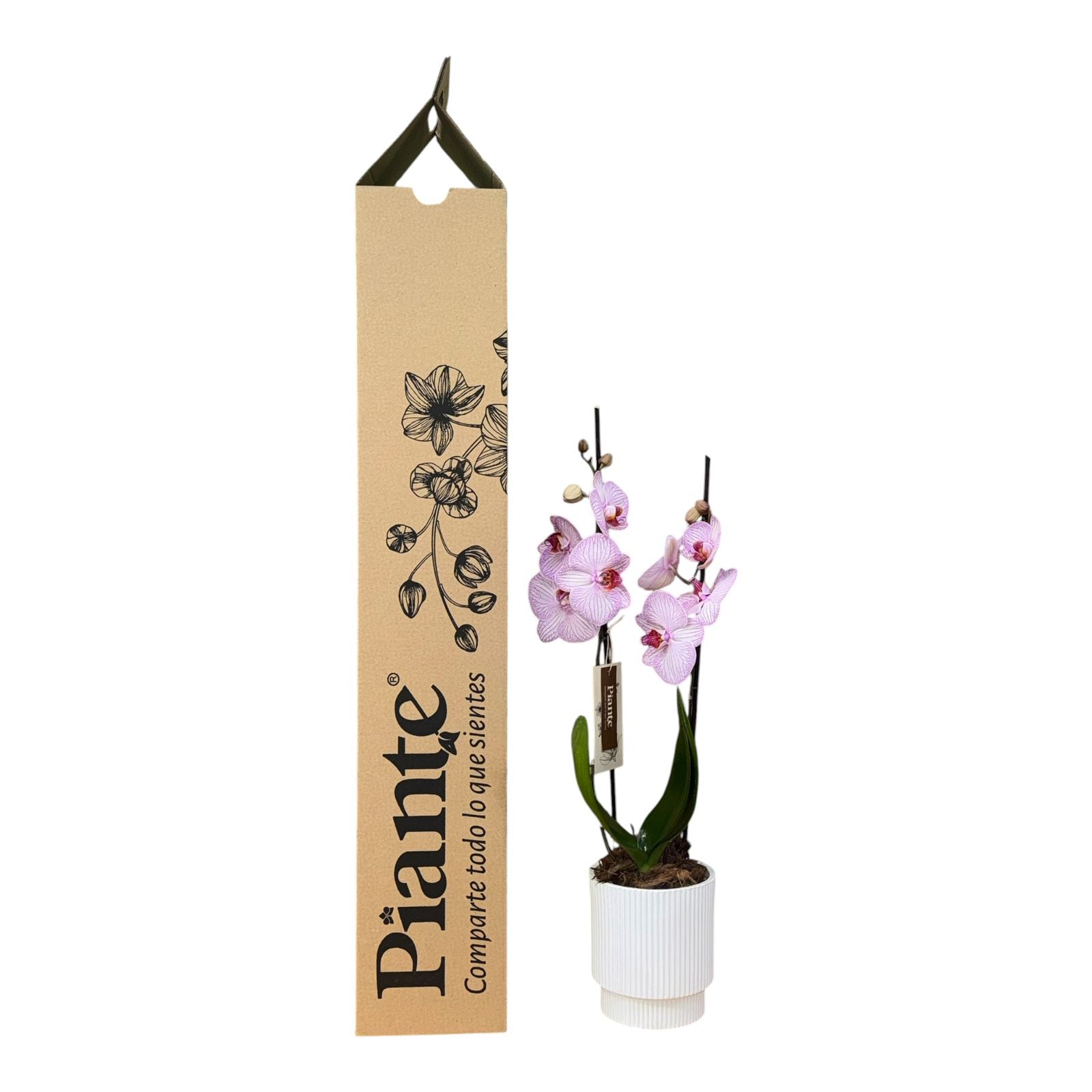 Orquídea Grandi Supreme Exotica Budapest Harmony en Matera Acanalada