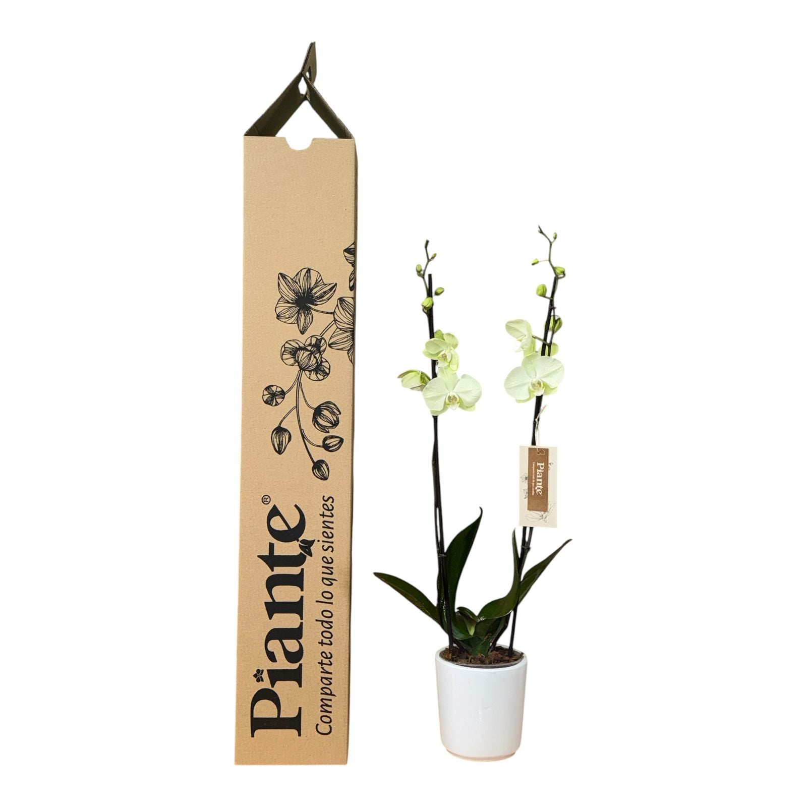 Orquídea Grandi Supreme Lemon Mystic en Matera Ceramica