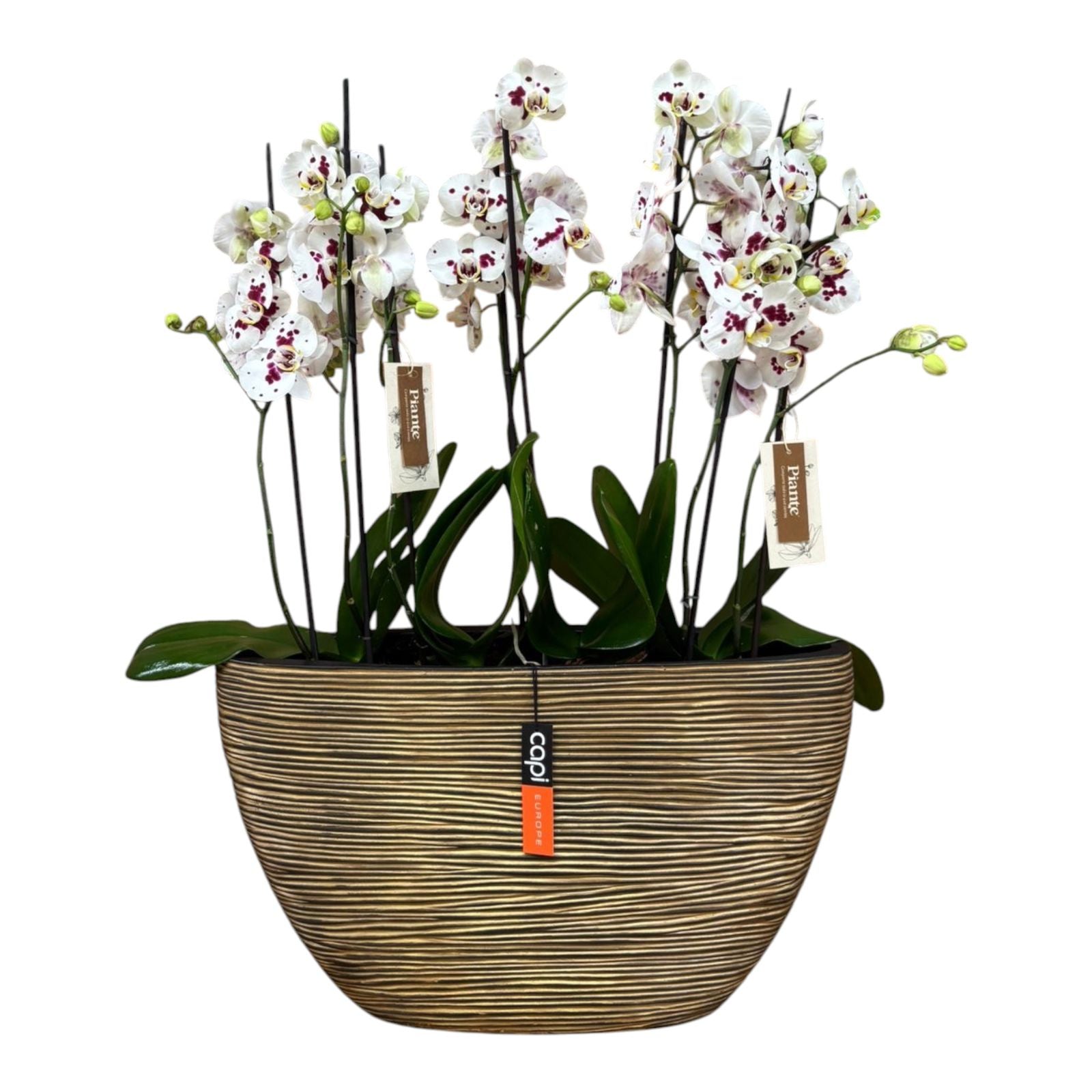 Arreglo de Orquídeas Supreme Palamos en Matera Barca Dorada