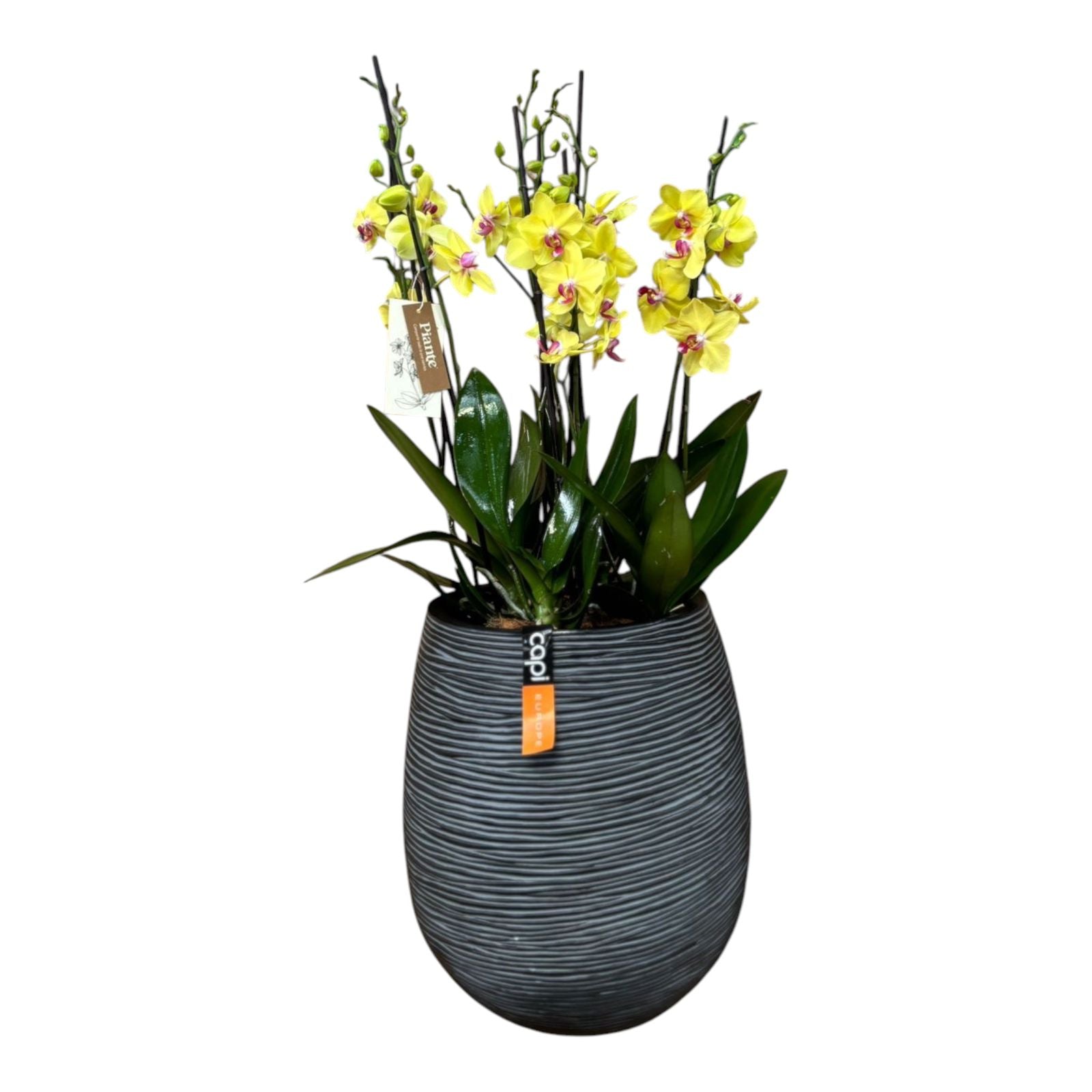 Arreglo Orquídeas Supreme Amarillas en Matera Egg Negra