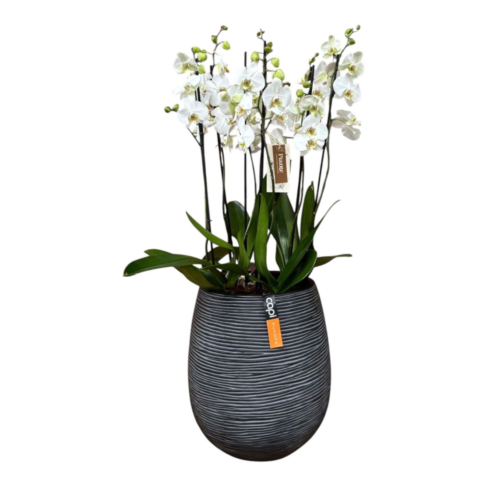 Arreglo Orquídeas Supreme Blancas en Matera Egg Negra