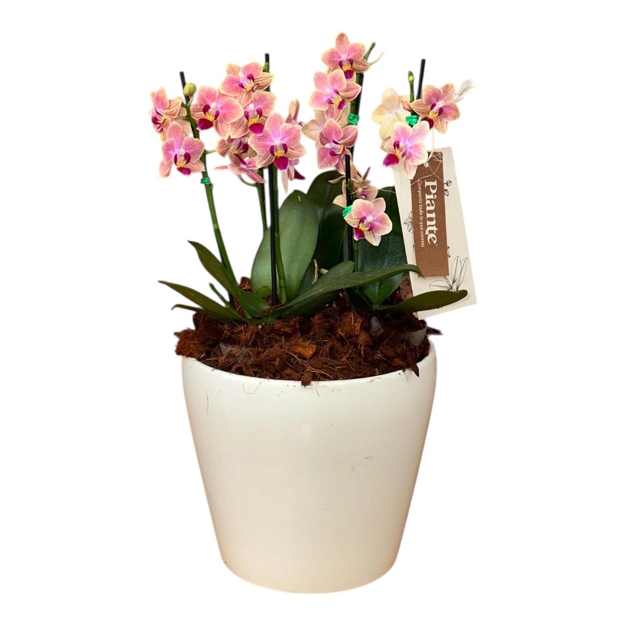 Arreglo Floral de orquideas minis supreme rosadas sogojisso en matera alaska