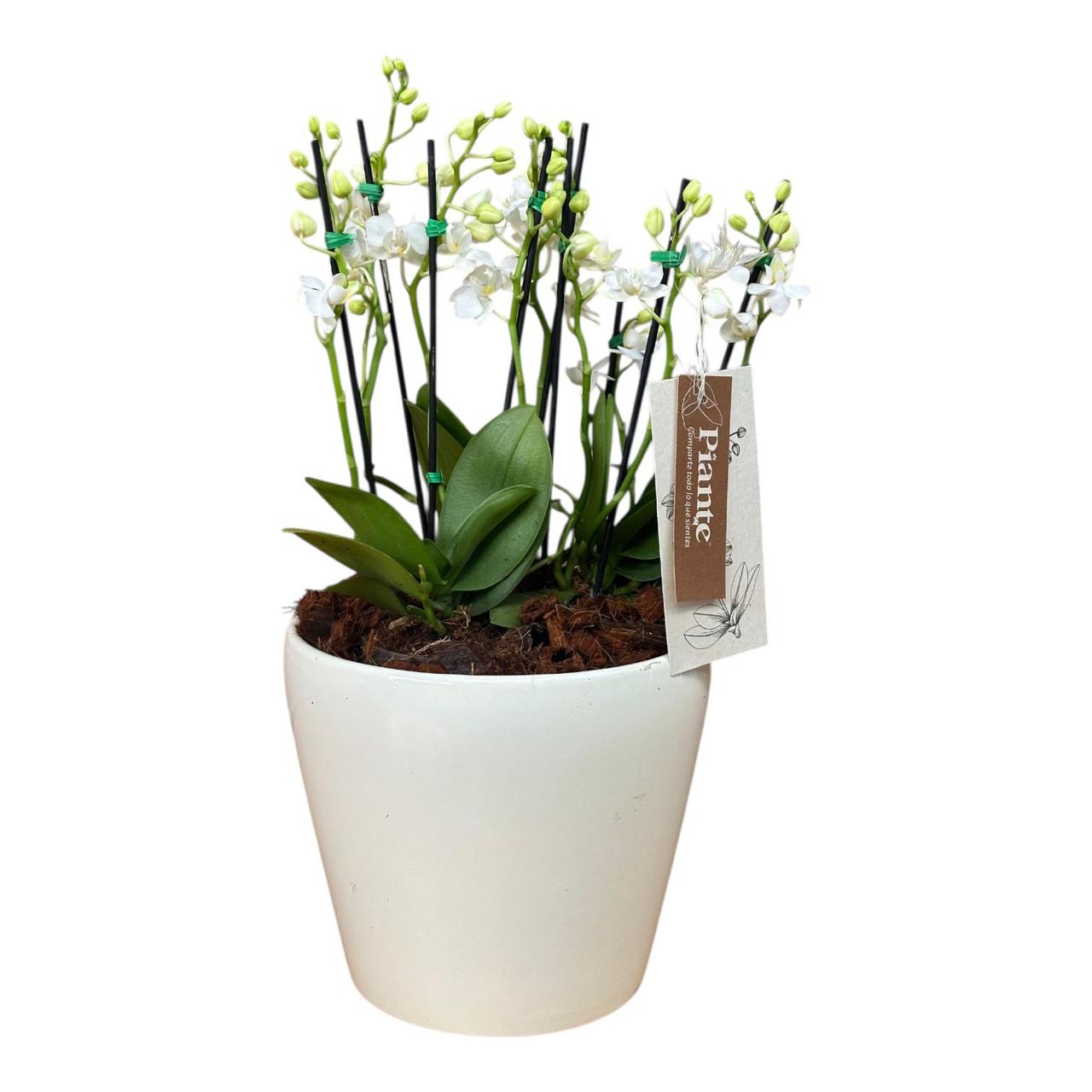 Arreglo Floral de orquideas minis supreme blancas zurich en matera alaska