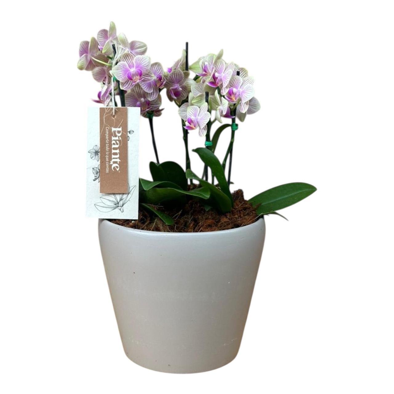 Arreglo Floral de Orquideas Minis Supreme Amarillas Michu en Matera Taupe