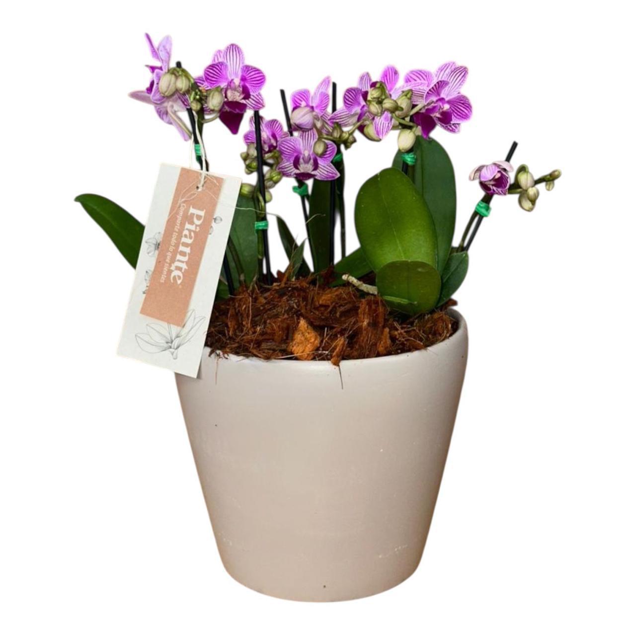 Arreglo Floral de Orquideas Minis Premium Moradas Salitre en Matera Taupe