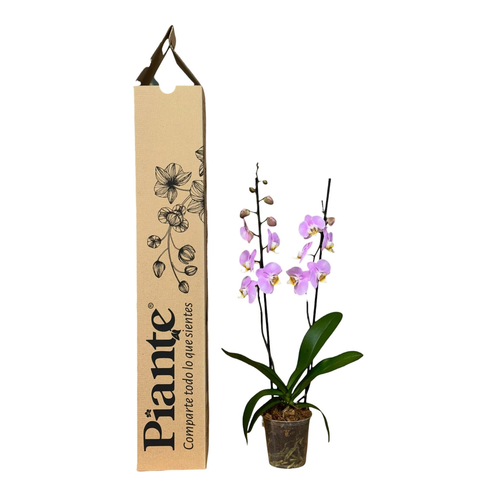 Orquídea Grandi Supreme Pink Macarron en Cultivo