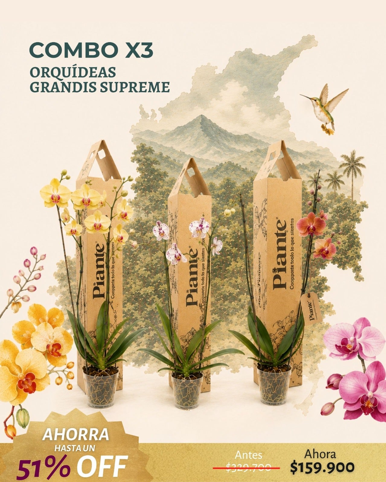 Combo x3 Orquídeas Grandi Supreme en Matera Cultivo BOG