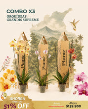 Combo x3 Orquídeas Grandi Supreme en Matera Cultivo BOG