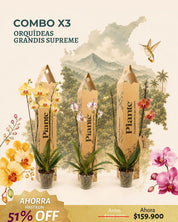 Combo x3 Orquídeas Grandi Supreme en Matera Cultivo CAL