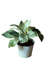 Philodendron Birkin en matera clasica Metalica.