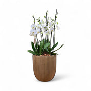 Arreglo de Orquideas Supreme Blancas en Matera Conic Oro
