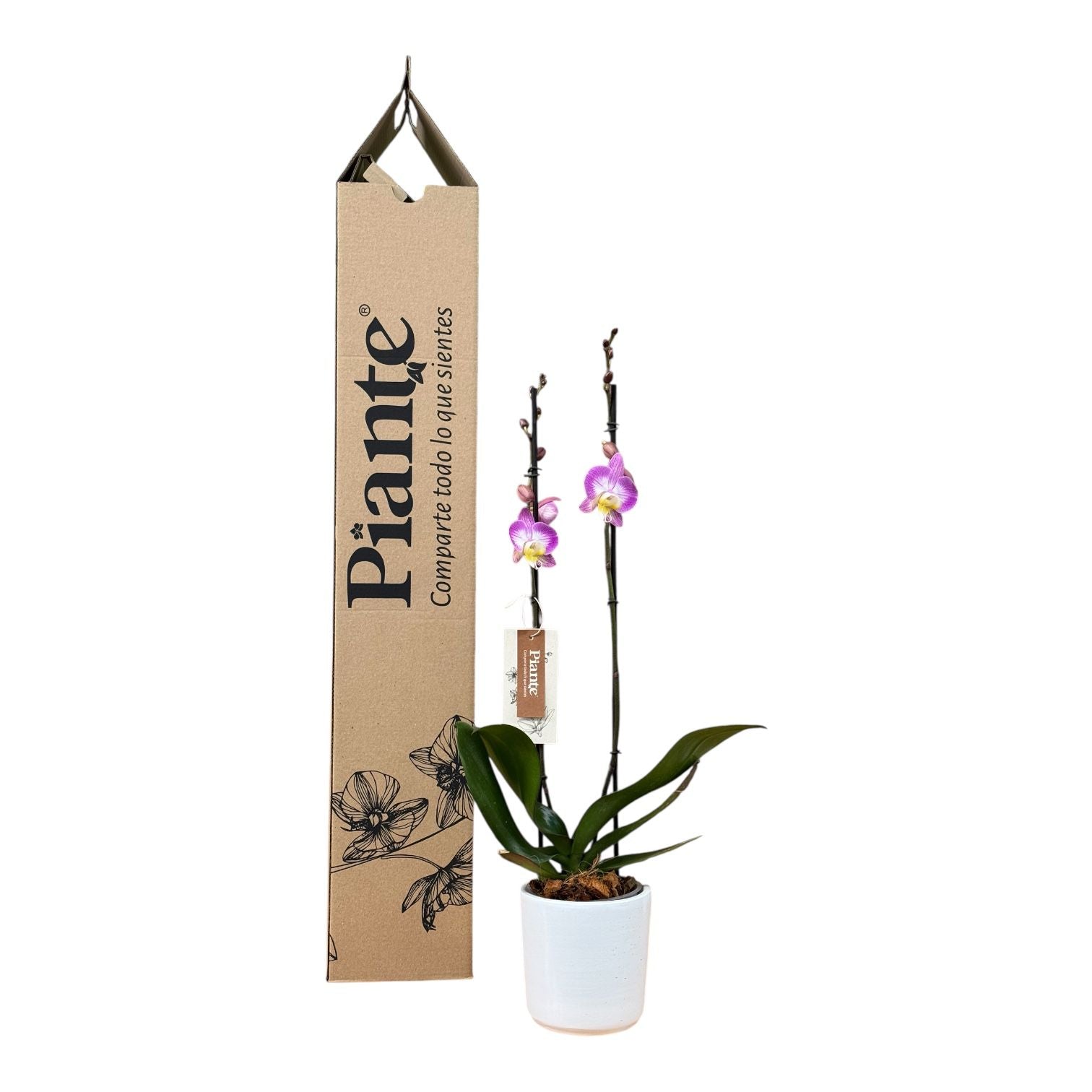 Orquídea Grandi Supreme Exotica Sunca Split en Matera Ceramica