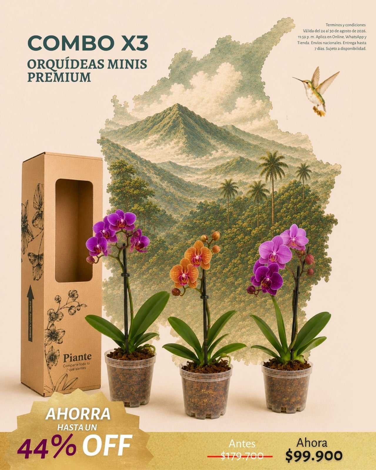 Combo x3 Orquídeas Mini Premium en Matera de Cultivo.