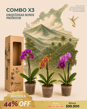 Combo x3 Orquídeas Mini Premium en Matera de Cultivo.