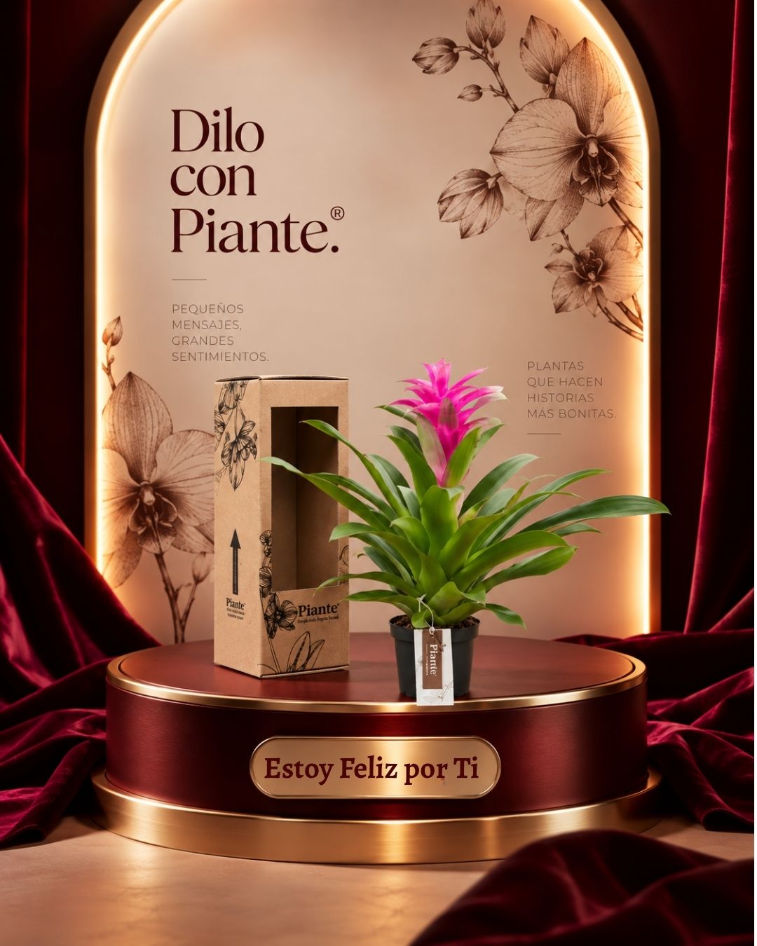 Bromelia Guzmania Grandi Morada Orion