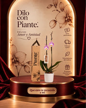 Orquídea Grandi Supreme Exotica  en Matera Acanalada