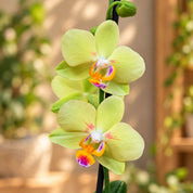 Orquídea Grandi supreme Amarillo Intisun en Matera Ceramica