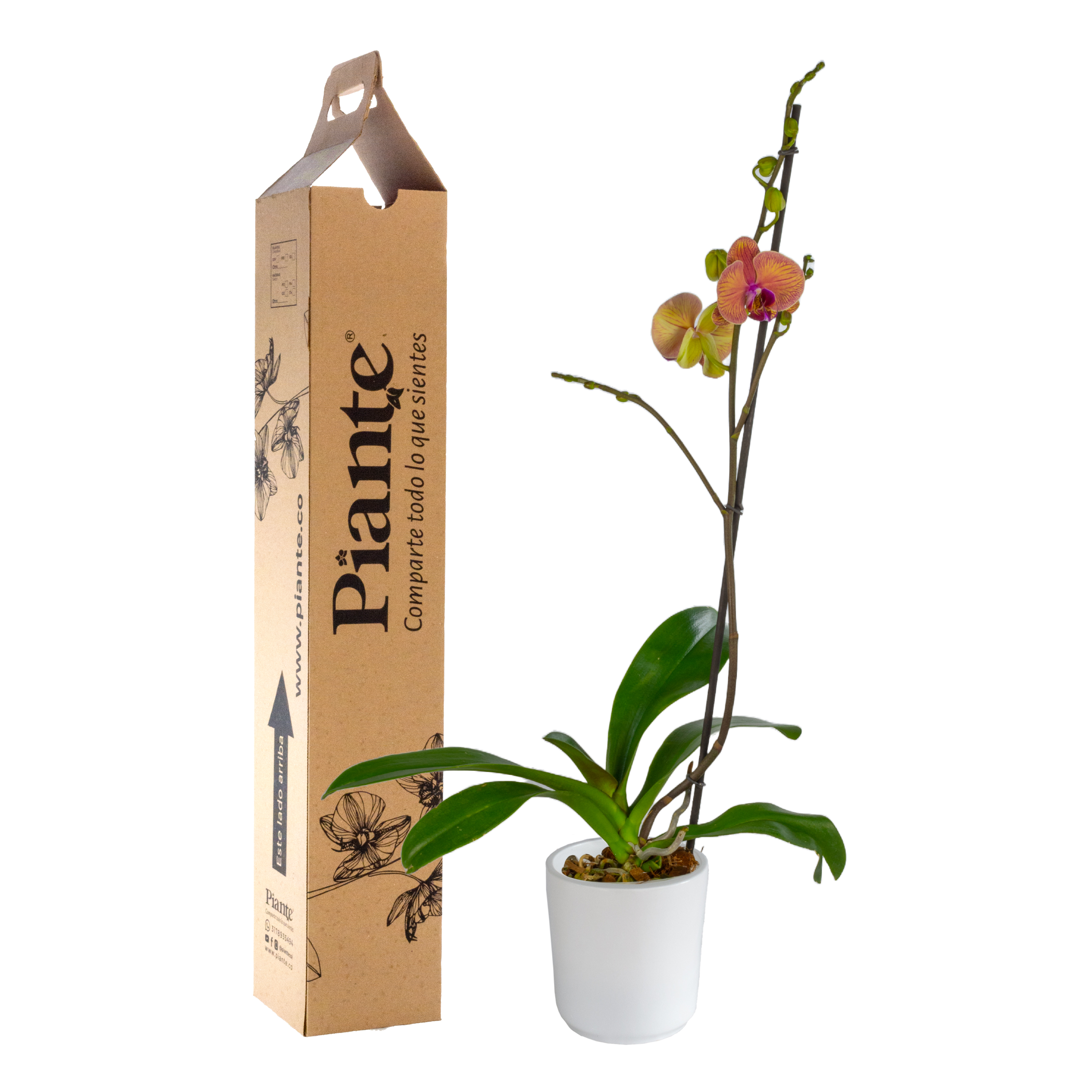 Orquídea Grandi premium NARANJA Golden Leopard en matera cerámica