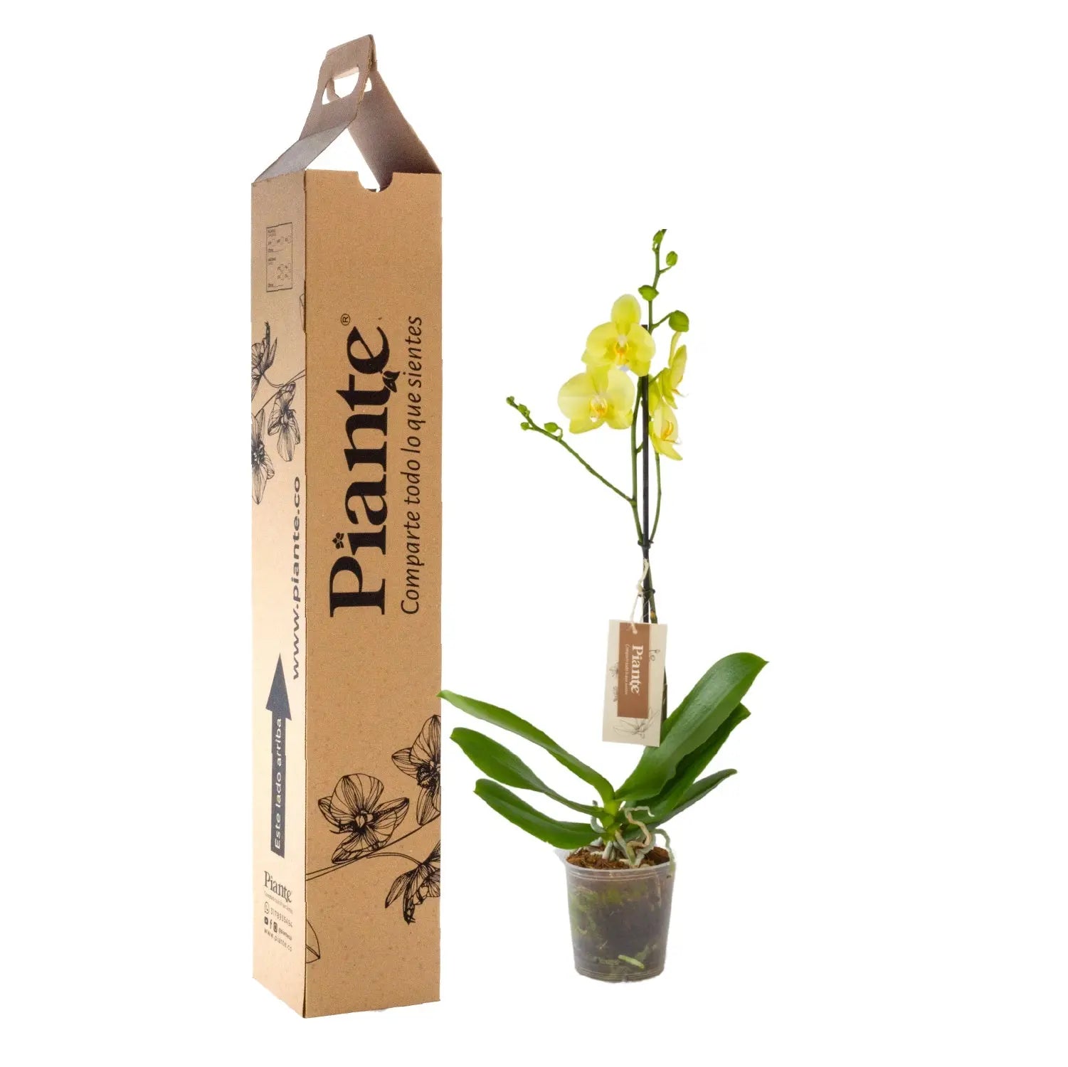 Orquídea Grandi premium AMARILLO Volterra