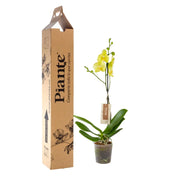 Orquídea Grandi premium AMARILLO Volterra