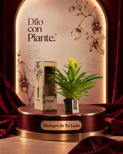Bromelia Guzmania Grandi Amarilla Diana