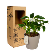 Arreglo floral DM de Anthurios medianos blanco