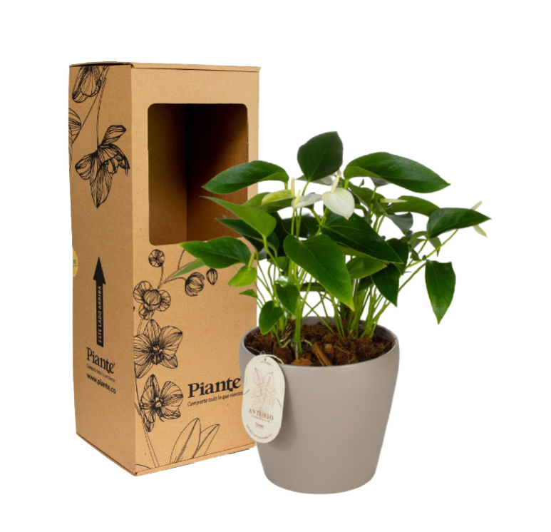 Arreglo floral DM de Anthurios medianos blanco