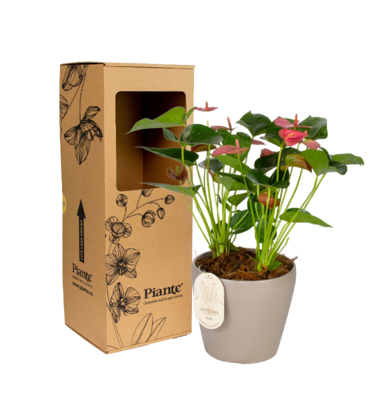 Arreglo floral DM de Anthurios medianos rosado