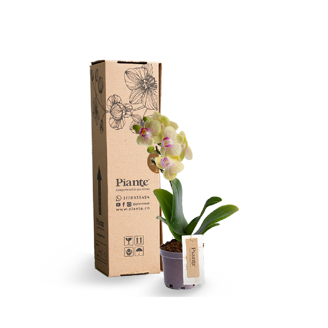 Orquídea Mini Premium Exotica Michu