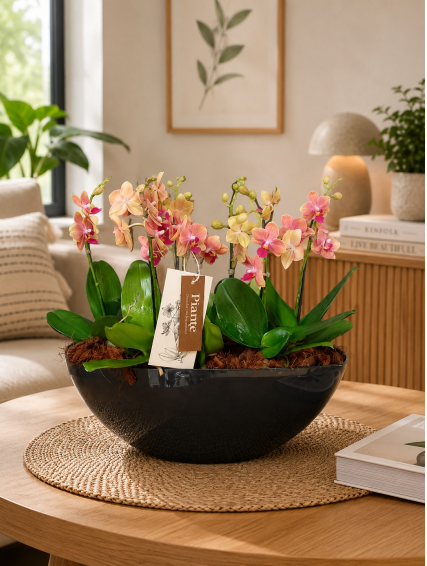 Arreglo de Orquídeas Mini Premium Sogo Jisso en Matera Coubi Orchid