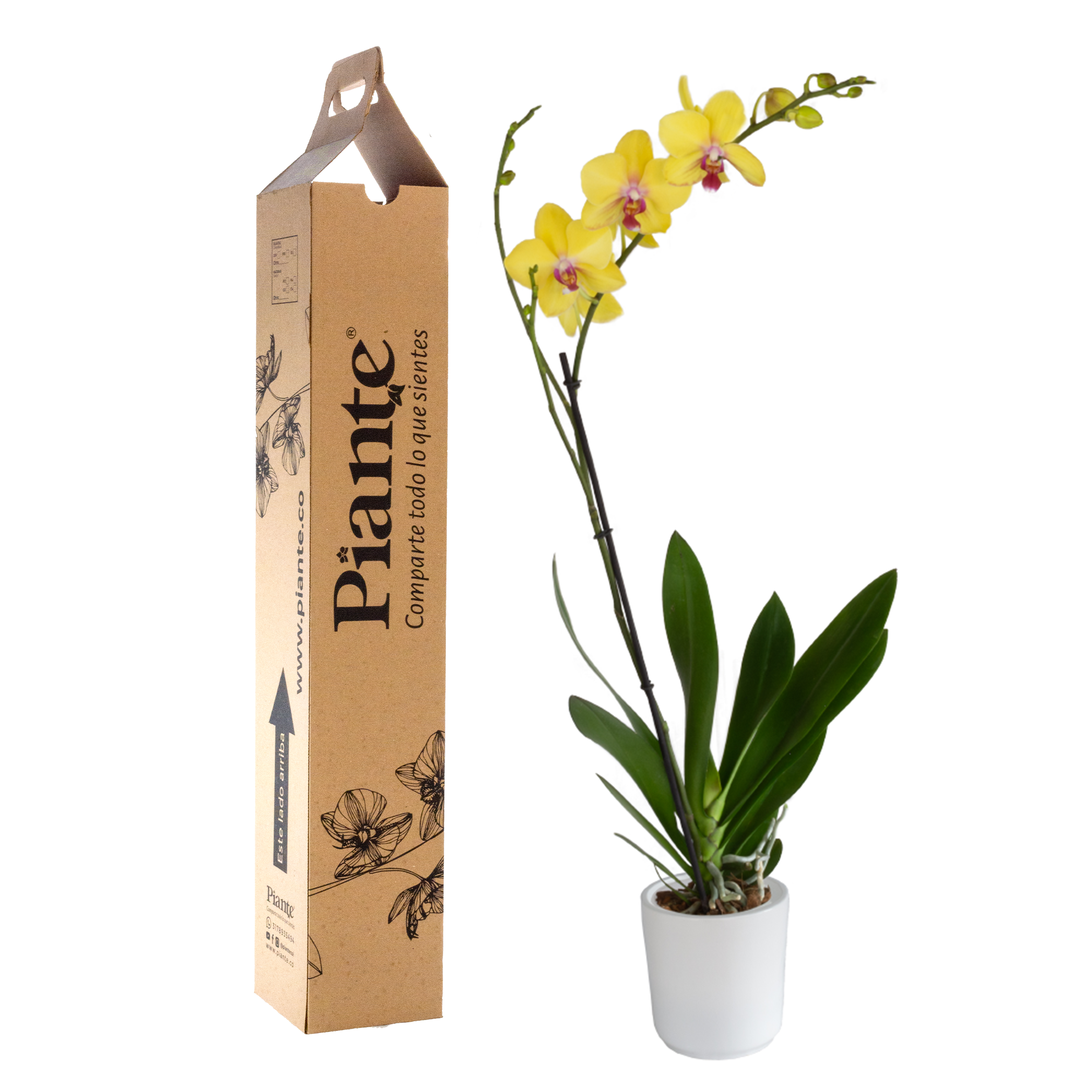 Orquídea Grandi premium AMARILLO Modena en matera cerámica